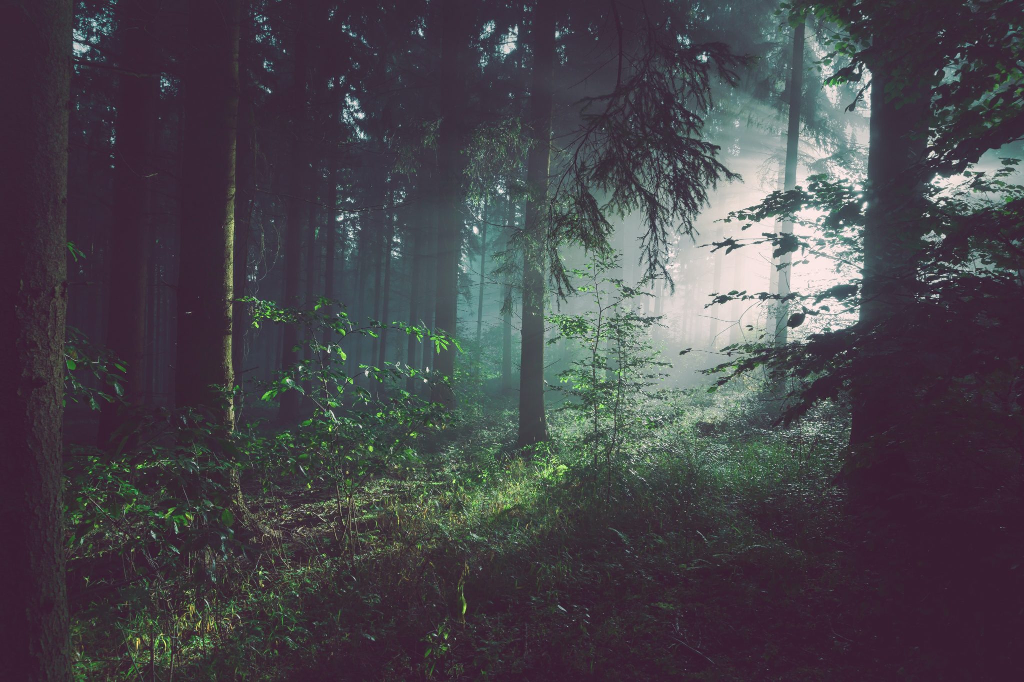 a forest with light shining through the trees - forest bathing is a top japanese wellness trend in 2020